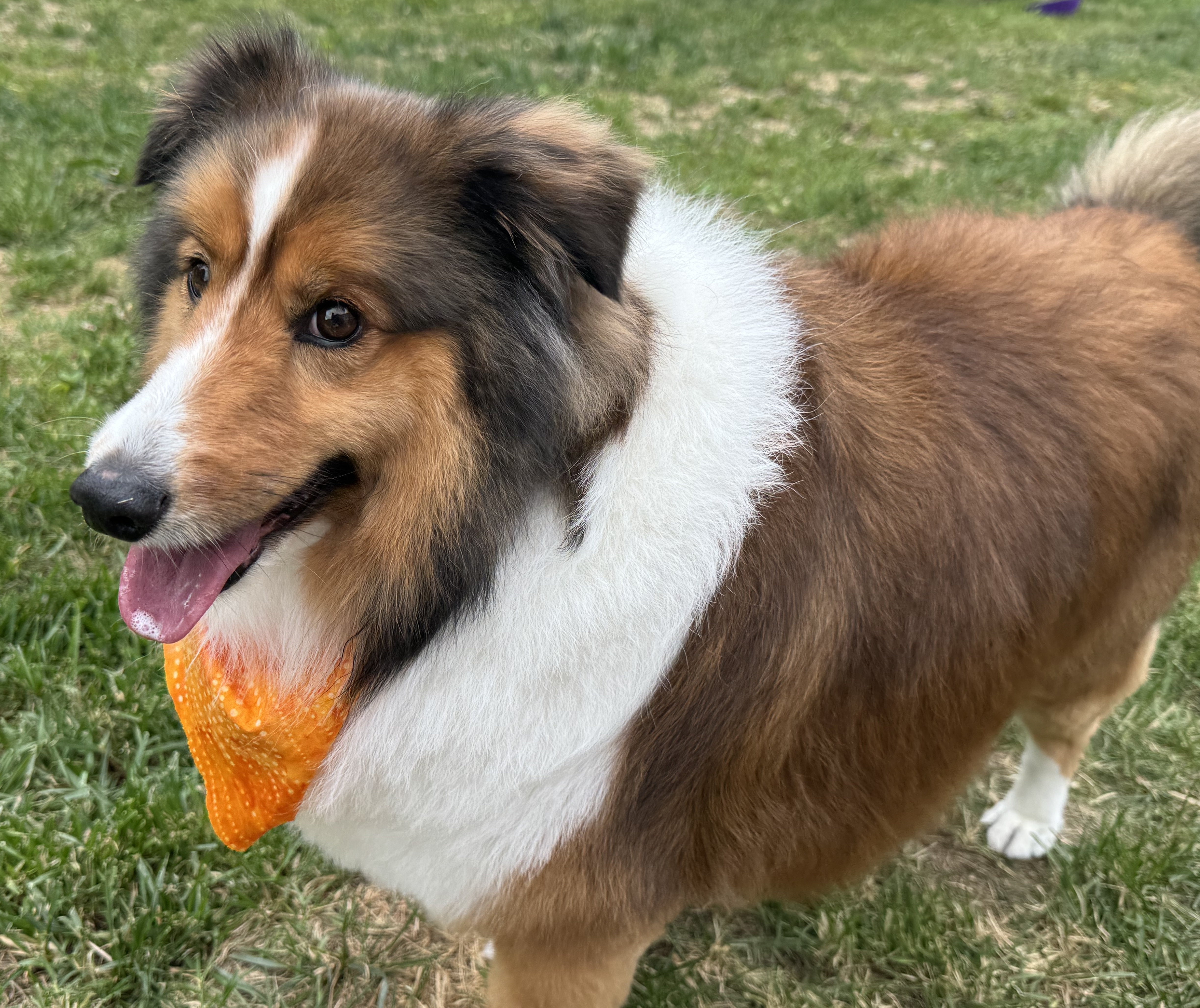 Jupiter the Shetland Sheepdog