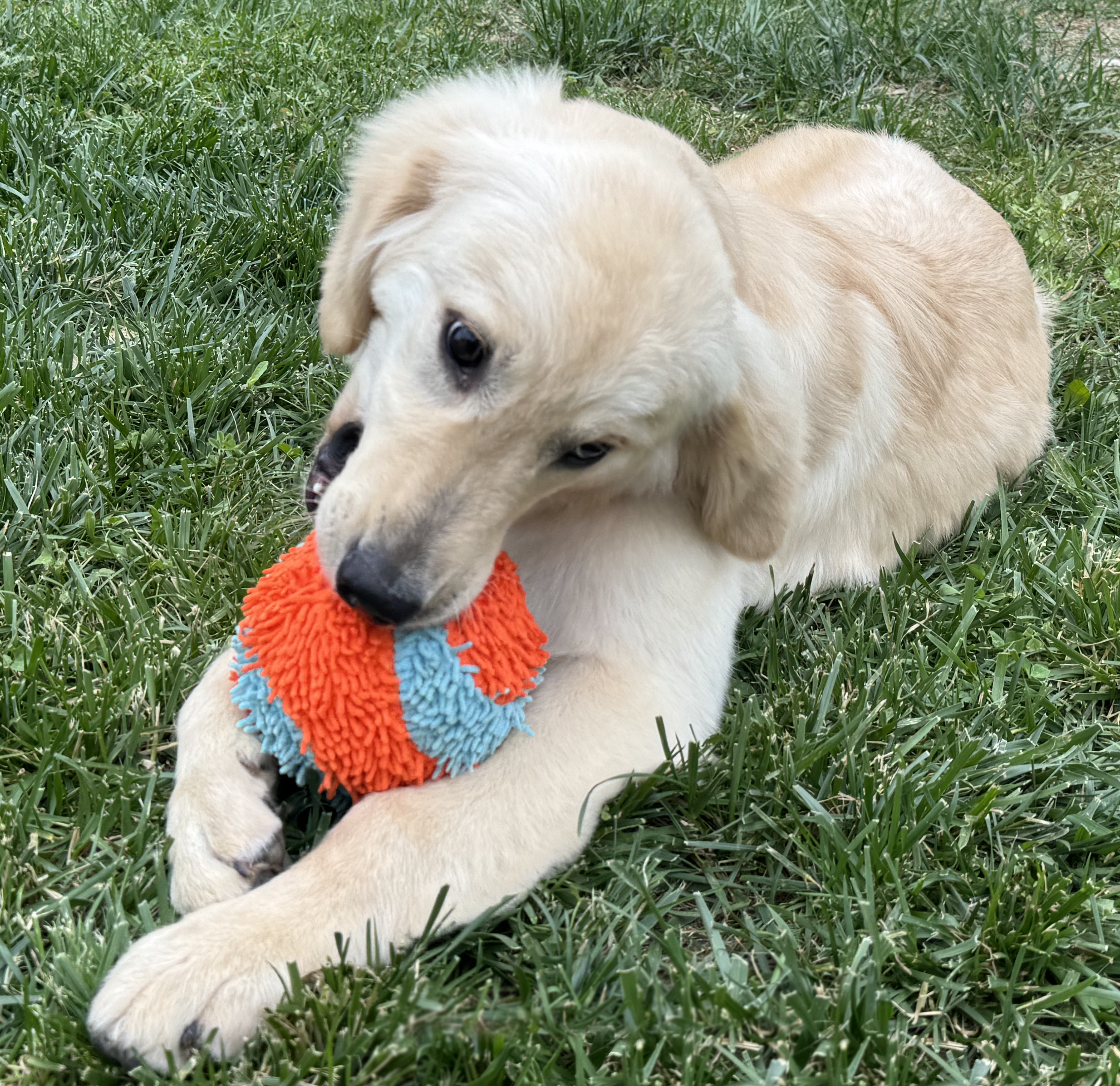 Marshmallow The Golden Retriever