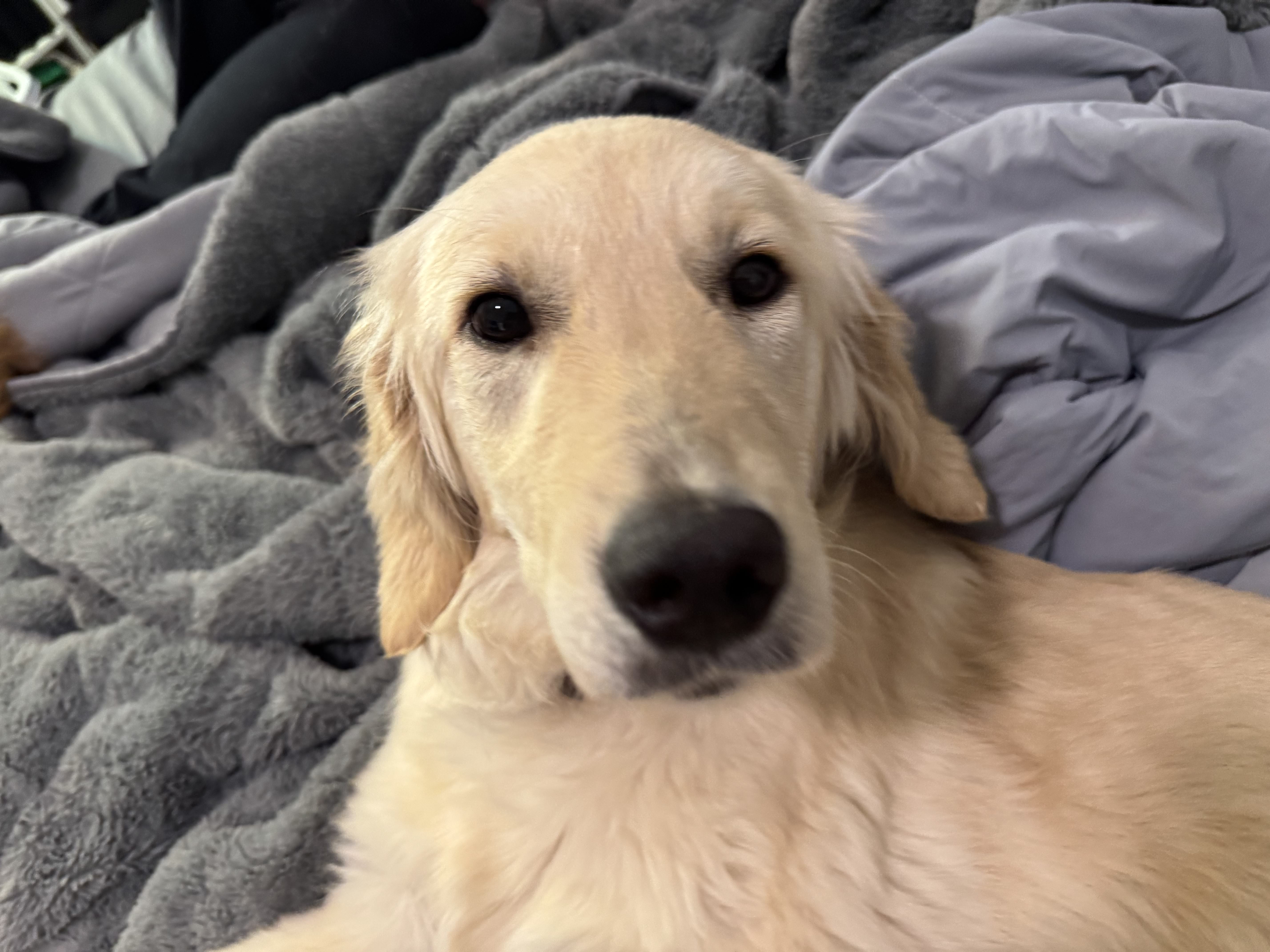 Marshmallows Face
