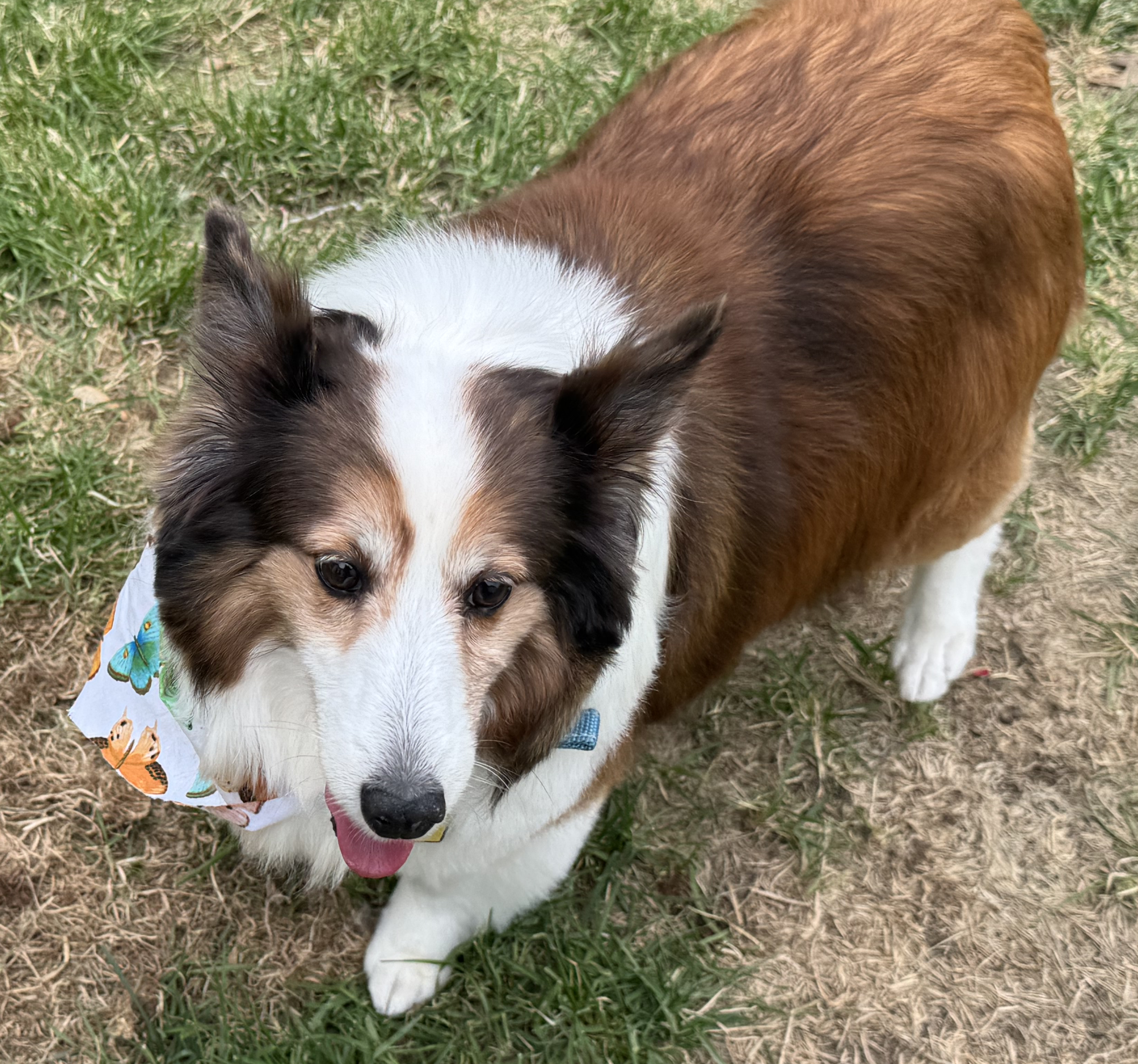 Zaylees The Shetland Sheepdog